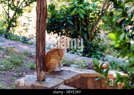 Eine Ingwerkatze sitzt ruhig in der Nähe von Steintreppen unter dem Grün des Klosters Agnountos, umgeben von Natur und Ruhe. Stockfoto