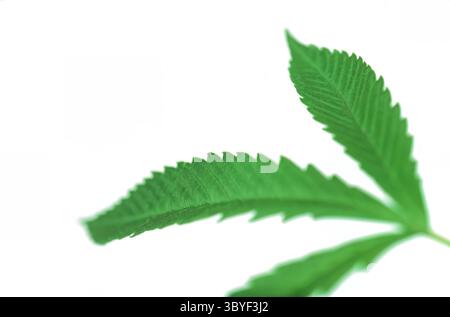 Nahaufnahme der Blätter einer Marihuana-Cannabis-Pflanze, isoliert vor weißem Hintergrund Stockfoto