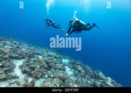 Taucher schweben über einer gesunden Hartkorallenriffwand Stockfoto