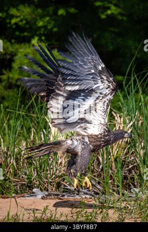 Der Weißkopfseeadler (Haliaeetus leucocephalus) ist unreif und fliegt über dem Strand der Rainbow Flowage im Norden von Wisconsin, vertikal Stockfoto