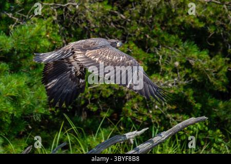 Weißkopfseeadler (Haliaeetus leucocephalus), unreif, fliegt über dem Strand der Rainbow Flowage im Norden von Wisconsin, horizontal Stockfoto