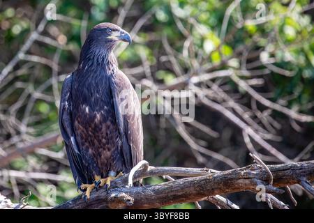 Weißkopfseeadler (Haliaeetus leucocephalus) unreif auf einem Ast mit DNR-Tracking-Band im Norden von Wisconsin Stockfoto