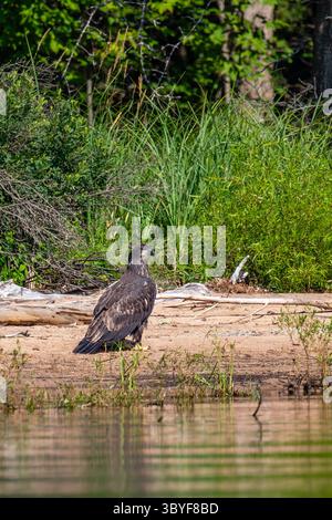 Weißkopfseeadler (Haliaeetus leucocephalus) unreif, hoch oben am Strand der Rainbow Flowage im Norden von Wisconsin, vertikal Stockfoto
