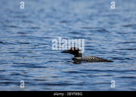 Gavia immer schwimmt im Sommer auf einem See von Wisconsin, horizontal Stockfoto