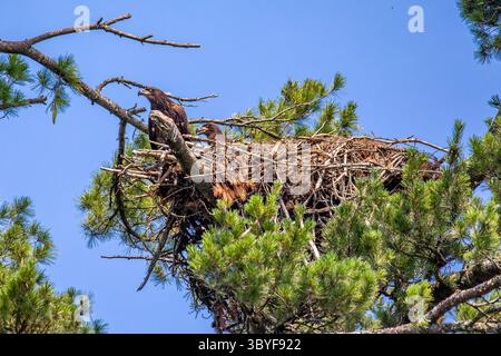 Zwei Weißkopfadler (Haliaeetus leucocephalus) unreif, im Nest auf einer Kiefer, horizontal Stockfoto