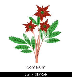 Illustration von Comarum palustre oder Sumpf-Cinquefoil mit seinen einzigartigen rötlich-braunen sternförmigen Blüten mit grünen Mittelpunkten und gezacktem Grün Stock Vektor