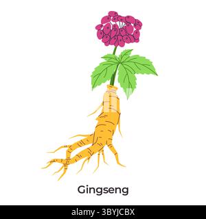 Ginseng Heilpflanze knorriges gelbes Wurzelgrün hinterlässt einen sauberen weißen Hintergrund Stock Vektor