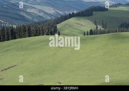 Kasachische Hirten grasen in den Tianshan-Bergen von Xinjiang Stockfoto