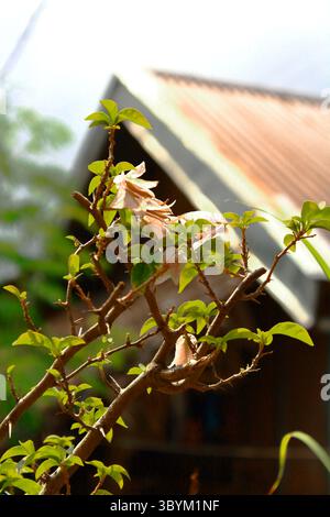 Eine Nahaufnahme zeigt eine zarte, cremefarbene Blüte mit leicht zerknitterten, durchscheinenden Blütenblättern, die auf Fragilität hinweisen. Gegen ein rötliches Blechdach hinten. Stockfoto