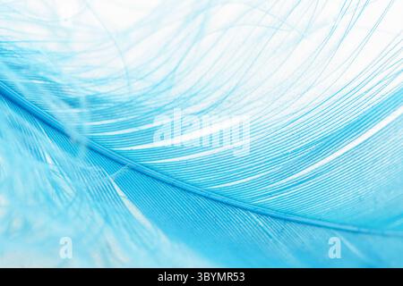 Nahaufnahme einer blauen Feder auf weißem Hintergrund Stockfoto