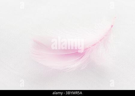 Nahaufnahme einer rosa Feder auf weißem Stoff Stockfoto