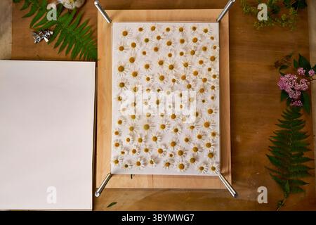 Kamillenblüten ordentlich auf Papier angeordnet und in einer botanischen Blütenpresse gepresst. DIY-Herbarium-Verfahren zur Konservierung von Wildblumen für Kunst, Handwerk oder Stockfoto
