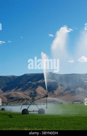 Mittelschwenk-Bewässerung auf dem Luzerne-Feld in Süd-Zentral-Idaho Stockfoto