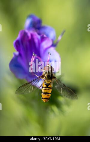 Schweben Sie die Fliege (Syrphidae) auf lila Blume, die Nektar mit verschwommenem grünem Hintergrund in vertikaler Ausrichtung isst Stockfoto