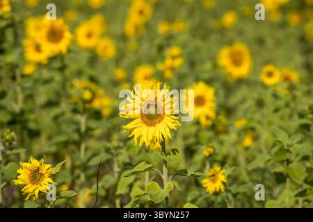 Gelbe Sonnenblume (Helianthus annuus) Fokus auf dem Gebiet der verschwommenen Sonnenblumen, getaucht im Sommersonnenlicht, europa Stockfoto