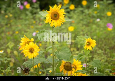Gelbe Sonnenblume (Helianthus annuus) Fokus auf dem Gebiet der verschwommenen Sonnenblumen, getaucht im Sommersonnenlicht, europa Stockfoto