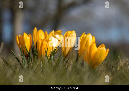 Leuchtend gelbe Krokusse blühen Crocus x luteus, Frühlingsblumenkrokusse auf dem Rasen im Sonnenlicht Stockfoto