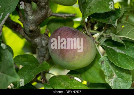 Ein reifer roter Apfel, der an einem Zweig hängt, mit üppig grünen Blättern, Sonnenlicht, Bio-Früchten im Baum Stockfoto
