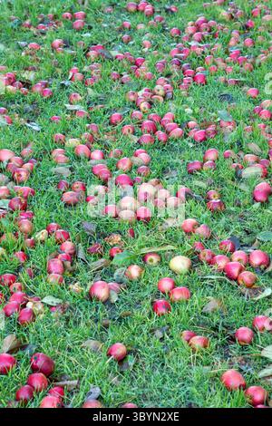 Reife rote Äpfel auf dem Boden gefallen vom Baum, Hintergrund der Naturfrucht Stockfoto