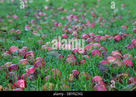 Reife rote Äpfel auf dem Boden gefallen vom Baum, Hintergrund der Naturfrucht Stockfoto