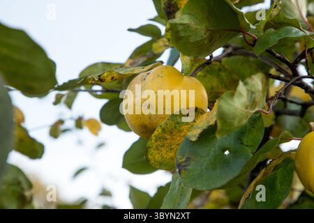 Ein reifer grüner Apfel hängt an einem Zweig mit üppig grünen Blättern Sonnenlicht, Bio-Früchte im Baum mit verschwommenem Hintergrund Stockfoto