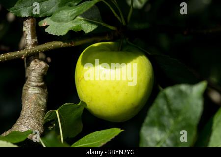 Ein reifer grüner Apfel, der an einem Zweig hängt, mit üppig grünen Blättern, Sonnenlicht, Bio-Früchten im Baum Stockfoto