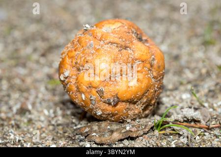 Verfaulter Apfel auf dem Boden mit Pilz und verschwommenem Hintergrund Nahaufnahme Stockfoto