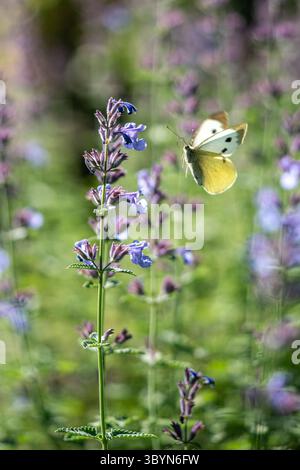 Kohl Schmetterling landet auf Katzenminze auf der Wiese. Insektenbestäubung im natürlichen Lebensraum Stockfoto