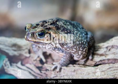 Die Rohrkröte (Rhinella Marina) ist eine große Landkröte aus Süd- und Zentralamerika. Es hat Giftdrüsen Stockfoto