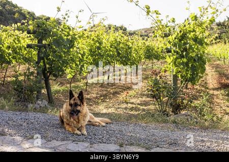 Ein Schäferhund ruht auf einem Kiesweg in einem Weinberg in Turkiye. Üppig grüne Weinreben erstrecken sich über die Landschaft unter klarem Himmel. Stockfoto