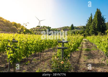 Weinberg in Turkiye mit grünen Weinreben, Windturbine im Hintergrund und klarem blauem Himmel. Rebreihen führen zu einem malerischen Hügel. Stockfoto