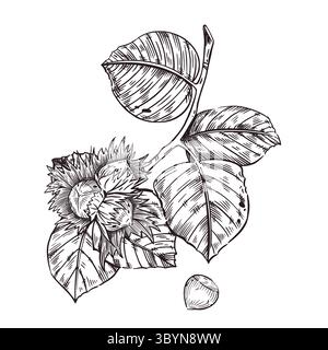 Vektorillustration eines Walnusszweigs mit Haselnussblättern, Haselnüssen. Reife Nüsse auf einem Zweig, handgezeichnet in Tinte. Vektorabbildung zum Drucken auf Stock Vektor