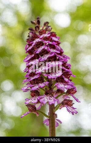 Orchis purpurea blühte im Frühjahr Stockfoto