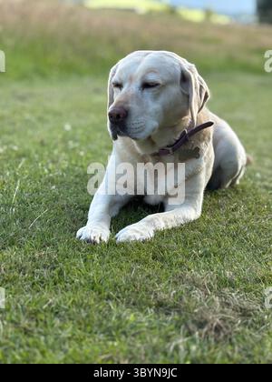 Labrador im Feld Stockfoto