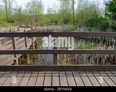 Teich mit Holzsteg und Aussichtsplattform Stockfoto
