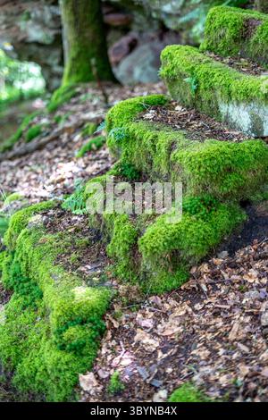 Dieses Bild fängt eine Steintreppe in einem dichten Wald ein, jeder Schritt ist mit üppigem, lebendigem grünem Moos bedeckt. Geflecktes Licht filtert durch den cano Stockfoto