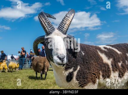 Ein gehörntes Jacob-Schaf in Schaf-Jury, Haddington Landwirtschaftsschau, East Lothian, Schottland, Großbritannien Stockfoto