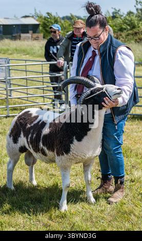 Ein gehörntes Jacob-Schaf in Schaf-Jury, Haddington Landwirtschaftsschau, East Lothian, Schottland, Großbritannien Stockfoto