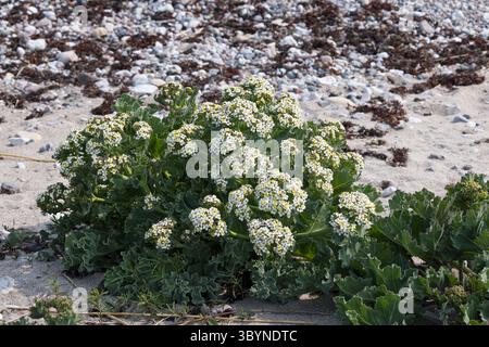 Meerkohl, echter Meerkohl, Meer-Kohl, Crambe maritima, Meerkohl, Seakale, crambe, Le Crambe maritime, la chourbe, le crambé maritime, le Chou marin Stockfoto