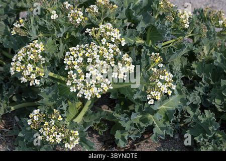 Meerkohl, echter Meerkohl, Meer-Kohl, Crambe maritima, Meerkohl, Seakale, crambe, Le Crambe maritime, la chourbe, le crambé maritime, le Chou marin Stockfoto