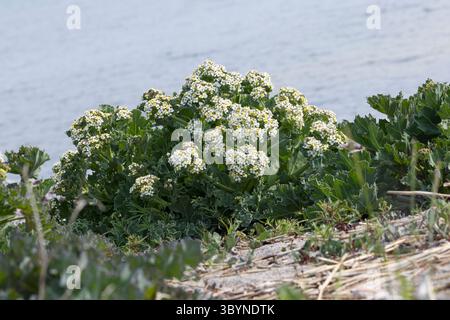 Meerkohl, echter Meerkohl, Meer-Kohl, Crambe maritima, Meerkohl, Seakale, crambe, Le Crambe maritime, la chourbe, le crambé maritime, le Chou marin Stockfoto