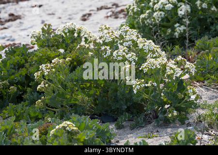 Meerkohl, echter Meerkohl, Meer-Kohl, Crambe maritima, Meerkohl, Seakale, crambe, Le Crambe maritime, la chourbe, le crambé maritime, le Chou marin Stockfoto