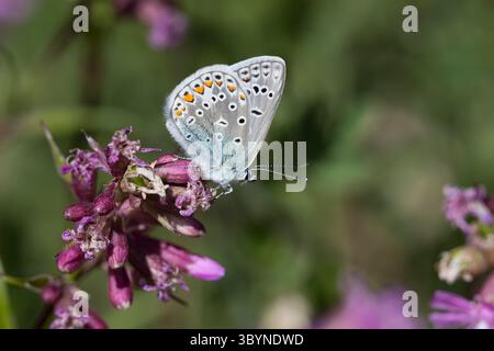 Hauhechelbläuling, Hauhechel-Bläuling, Gemeiner Bläuling, Wiesenbläuling, Blütenbesuch, Polyommatus icarus, Lycaena icarus, gemein blau, gemein blau b Stockfoto