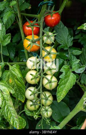Tomatenfrond in verschiedenen Reifestadien, eingeweicht in Regenwasser Stockfoto