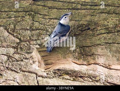 Weißbrust-Nuthatch (Sitta carolinensis) auf einem Baum Stockfoto