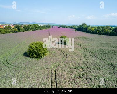 Blick aus der Vogelperspektive über das Feld der roten Mohnblumen bei Sonnenuntergang, Borovce, Slowakei Stockfoto