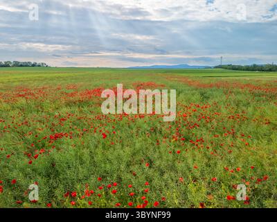 Blick aus der Vogelperspektive über das Feld der roten Mohnblumen bei Sonnenuntergang, Borovce, Slowakei Stockfoto
