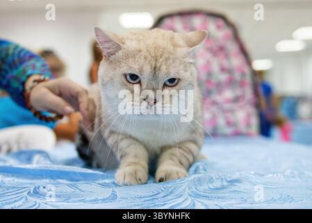 Die verärgerte Katze der britischen Chinchilla-Rasse mit silberfarbenen Augen sitzt auf einem blauen Teppich. Nahaufnahme. Stockfoto