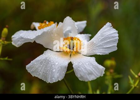 California Tree Mohn (Romneya coulteri), Sheffield Botanical Gardens Stockfoto