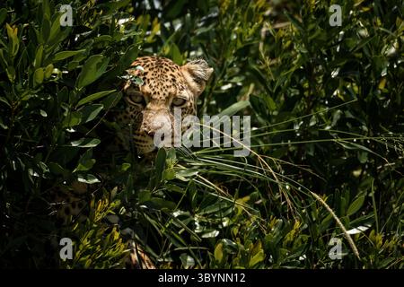 Leopard guckt aus den Büschen Stockfoto